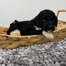 Dorothy - Parti female Poodle puppy in Greeneville, Tennessee from Smokey Mountain Sheepadoodles