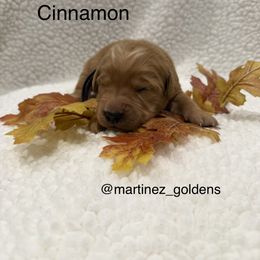 Cinnamon - Golden female Golden Retriever puppy in Victorville, California from Martinez Goldens