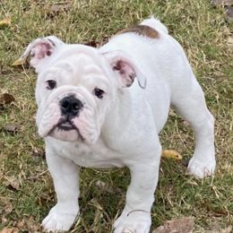 Bulldogs and French Bulldogs from Tricreek English and French Bulldogs