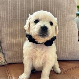 Saturn (black) - Light golden male Golden Retriever puppy in Pahrump, Nevada from Southern Nevada Goldens