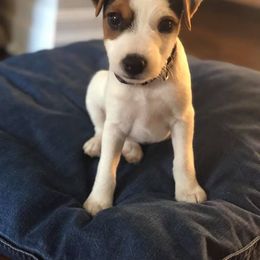 Jack Russell Terrier Puppies from Huckle Hill Jack Russell Terriers
