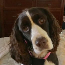 English Springer Spaniels, Poodles, and Springerdoodles from SpringerDoodles at the Beach