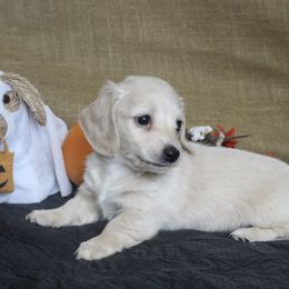 Star - Cream female Dachshund puppy in Pace, Florida from Shoebox Doxie’s