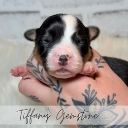 Tiffany Gemstone - Black and tan female American Corgi puppy in Greenwood, Indiana from Witch Creek Corgis