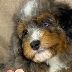 Australian Mountain Doodles and Bernedoodles from D and D’s Dandy Doodles