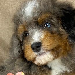 Australian Mountain Doodles and Bernedoodles from D and D’s Dandy Doodles