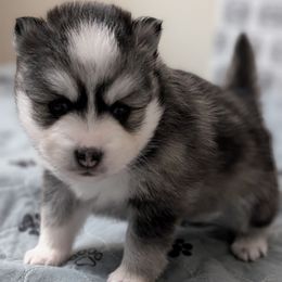Zoey Female Blue eyes - Black and white female Pomsky puppy in Hurleyville, New York from My Crazy Pomskys