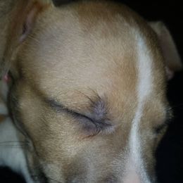 American Pit Bull Terrier Puppies from Kaotic APBTs