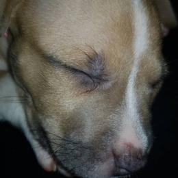American Pit Bull Terrier Puppies from Kaotic APBTs