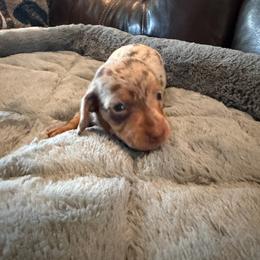 Woody - Dapple male Dachshund puppy in Rancho Cucamonga, California from Empire's Dachshunds
