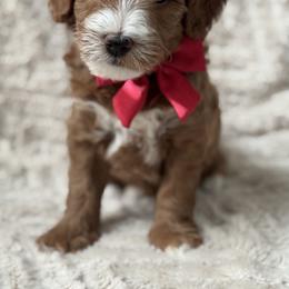 MAC-Mackintosh - Red  male Goldendoodle puppy in Escalon, California from Miley&Co.