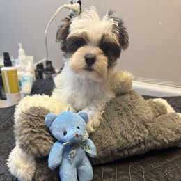 Iron - Piebald male Morkie puppy in Independence, Kentucky from 4paws4ever by Design