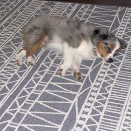 Miniature Australian Shepherd Puppies from SR Toy & Mini Aussies