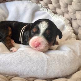 Beth - Tri-color female Bernedoodle puppy in Rose Hill, North Carolina from Red Door Canines