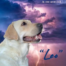 Leo - Labrador Retriever