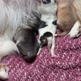 Girl 1 - Black and white female Pomsky puppy in Mesa, Arizona from Platinum Pomskies