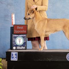 Alaskan Huskies, Border Collies, Chinooks, and Teddy Roosevelt Terriers from Fun On The Run Kennel
