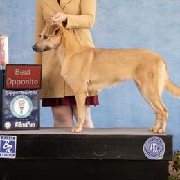 Alaskan Huskies, Border Collies, Chinooks, and Teddy Roosevelt Terriers from Fun On The Run Kennel