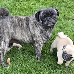 Cavapoos, Pomskies, and Pugs from Peace Road Puppies