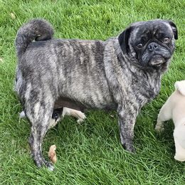 Cavapoos, Pomskies, and Pugs from Peace Road Puppies