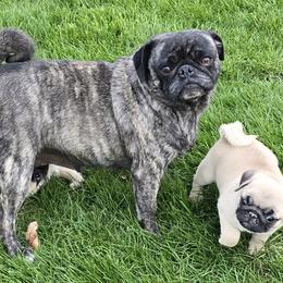 Cavapoos, Pomskies, and Pugs from Peace Road Puppies
