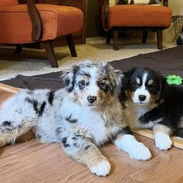Australian Shepherd Puppies from HomeGrown Aussies