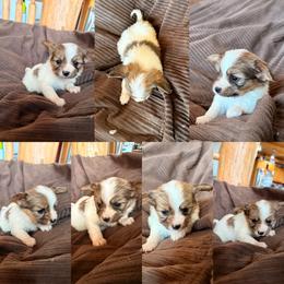Pickle - White and sable male Papillon puppy in Powell, Wyoming from Heart Mountain Kennels