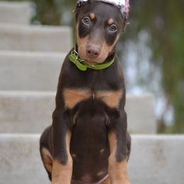 Doberman Pinscher Puppies from Obsidian Kennels