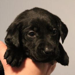 Golden Retriever and Labrador Retriever Puppies from Trenlock Kennels