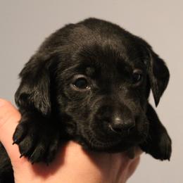 Golden Retriever and Labrador Retriever Puppies from Trenlock Kennels