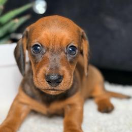 Luca - Red male Dachshund puppy in Palmetto Bay, Florida from Rightous Way Kennel