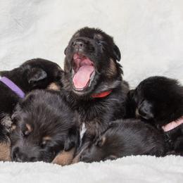 Australian Shepherd and German Shepherd Puppies from Trademark Kennels