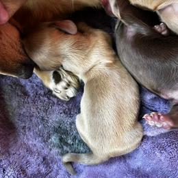 Border Collie and Dachshund Puppies from Chappell Stables