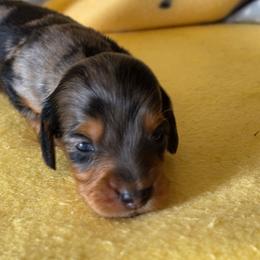 Adam - Dapple male Dachshund puppy in Klamath Falls, Oregon from Luvindoxys4u