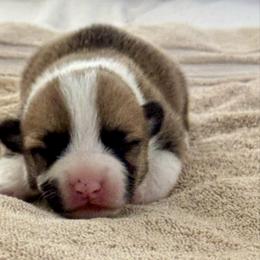 Casper - Red male Pembroke Welsh Corgi puppy in Brashear, Texas from Sherwood Acres Pembrokes