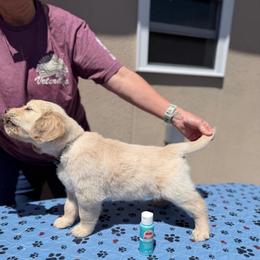 Boy 3 - Turquoise-Silver - Light golden male Golden Retriever puppy in Mc Minnville, Tennessee from Wishaw Whisky Golden Retrievers