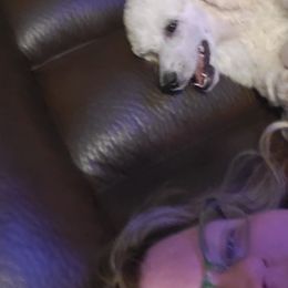 Poodle Puppies from Kokoro