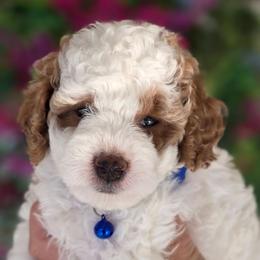 Boomer - Parti male Goldendoodle puppy in Vernon, Texas from Sugarland's Texas Goldendoodles