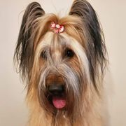 Truble - Briard