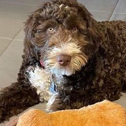 Bernedoodles from Mindys Doodles