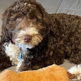 Bernedoodles from Mindys Doodles