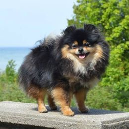 Pomeranians from A&M Pomeranians