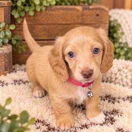 Dolly - Cream female Dachshund puppy in Central Point, Oregon from Chamberlains Doxie