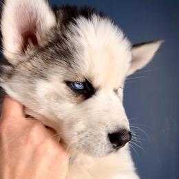 Blue girl - Gray and white female Siberian Husky puppy in Fremont, Michigan from Red Top Huskies