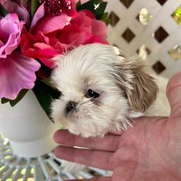 Chrissy - Cream and white female Shih Tzu puppy in Victorville, California from Precioustzus