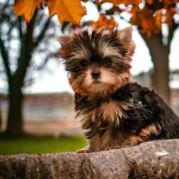 Yorkshire Terrier Puppies from Essence of Grace Yorkies