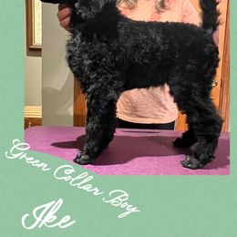 Boy 2 - Black Poodle puppy in Michigan from Croton Pines Standard Poodles LLC