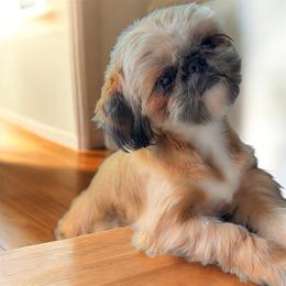 Joy - Shih Tzu