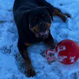 Zara - Rottweiler