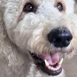 Goldendoodles from Heart of Doodles